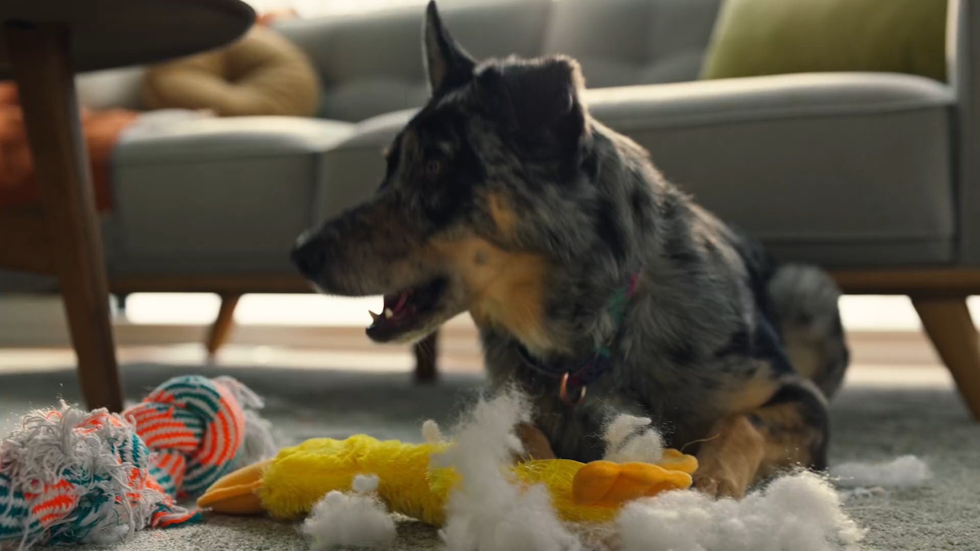 Bissell Pet Hair Eraser Allergen Lift-Off